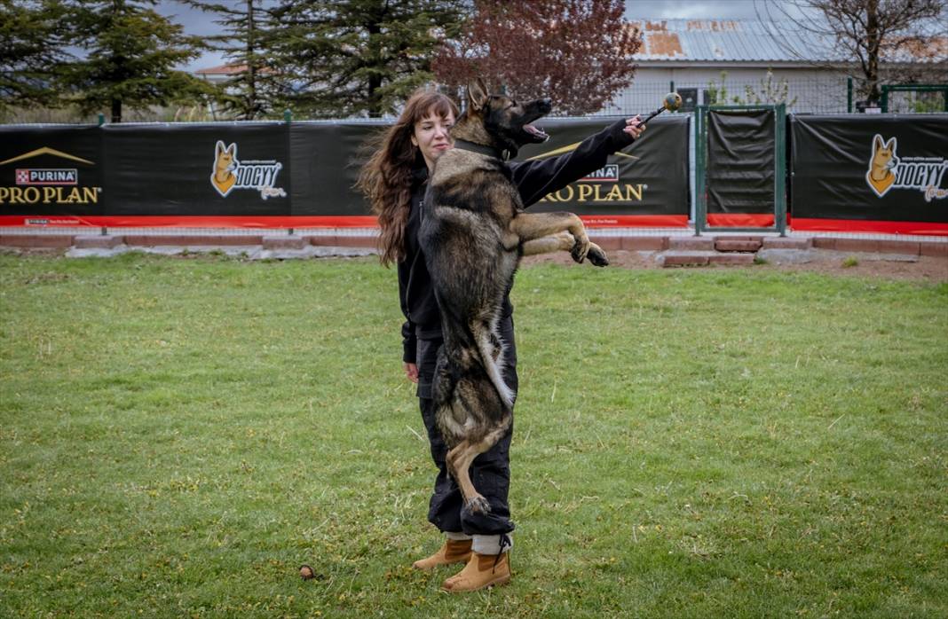 Özel eğitimli köpekler yeraltındaki su kaçaklarını tespit edecek 20